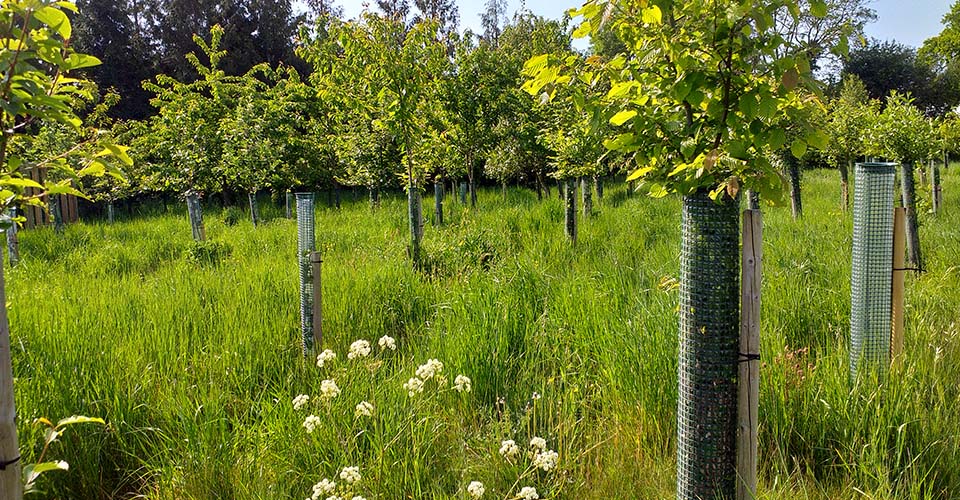 Henley Natural Burial Ground