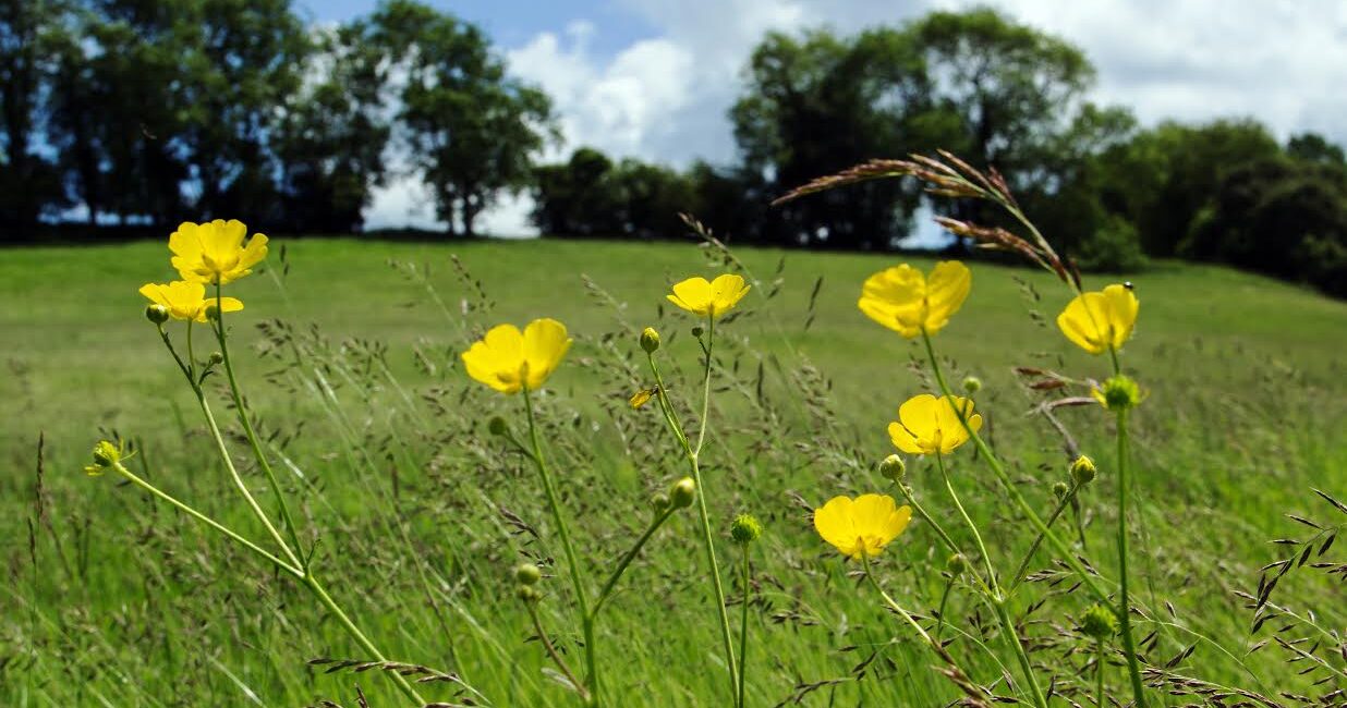 Bath Natural Burial Meadow